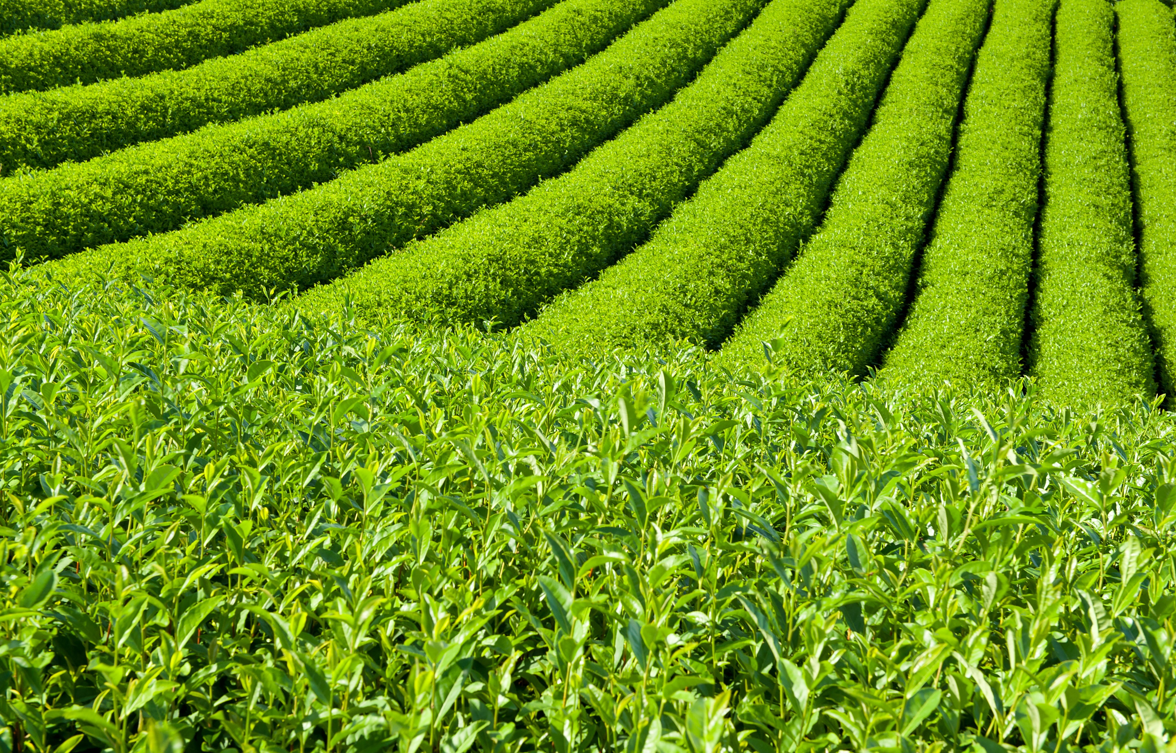 Rows of matcha green tea plants, in matcha field. 